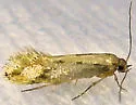 Tinea mandarinella - Hodges#0400 - photo 3