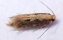 Tinea mandarinella - Hodges#0400 - photo 4