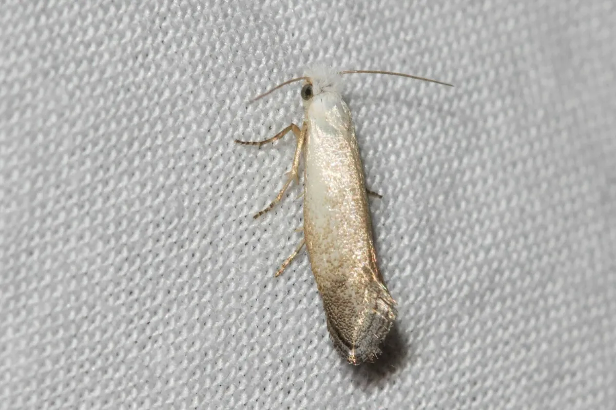 Tinea monophthalma - photo 3