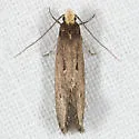 Tinea niveocapitella - Hodges#0402