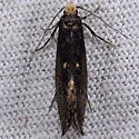 Tinea niveocapitella - Hodges#0402 - photo 3