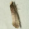 Western Clothes Moth - Hodges#0403