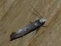 Western Clothes Moth - Hodges#0403 - photo 2