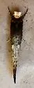 Western Clothes Moth - Hodges#0403 - photo 4