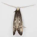 Western Clothes Moth - Hodges#0403 - photo 5