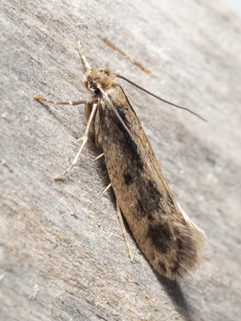 Tinea pallescentella - Hodges#0404 - photo 2