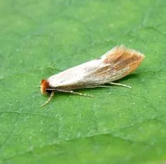 Tinea semifulvella