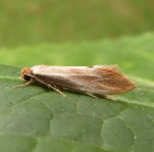 Tinea semifulvella - photo 2