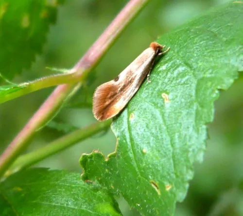 Tinea semifulvella - photo 3