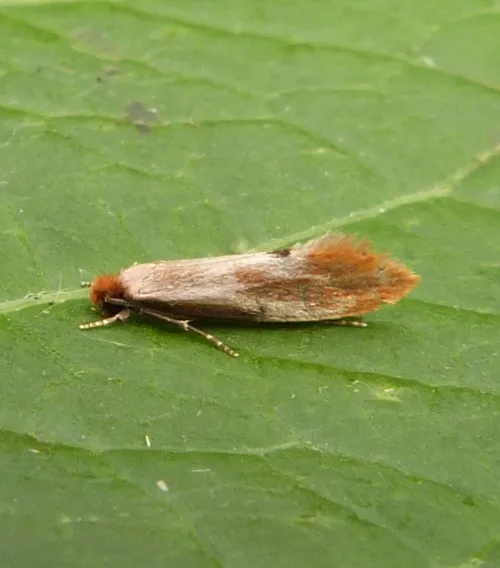 Tinea semifulvella - photo 4
