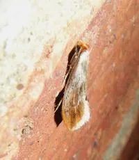Tinea semifulvella - photo 5