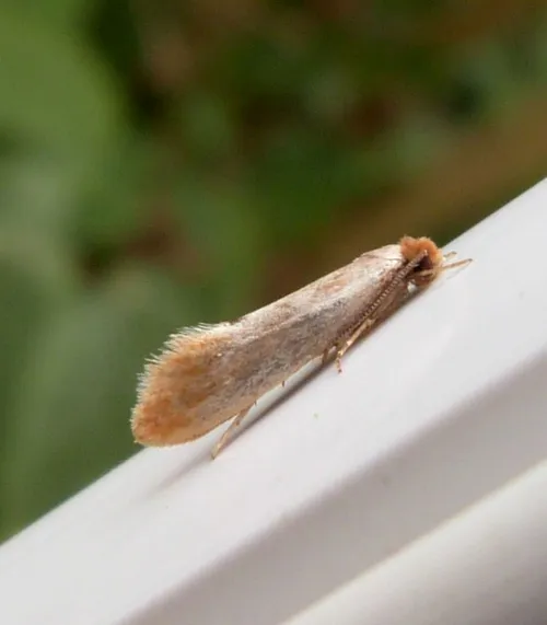 Tinea semifulvella - photo 7