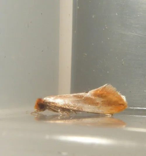 Tinea semifulvella - photo 8