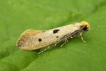 Tinea trinotella
