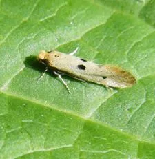 Tinea trinotella - photo 2