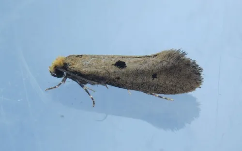 Tinea trinotella - photo 3
