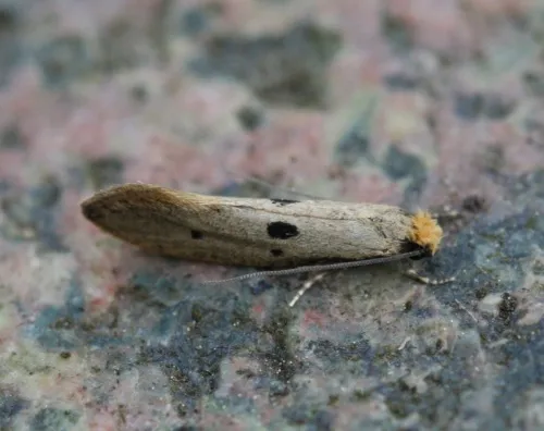 Tinea trinotella - photo 4