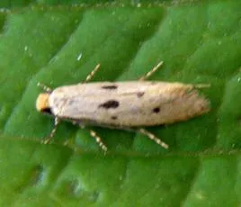 Tinea trinotella - photo 5