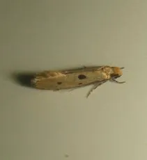 Tinea trinotella - photo 6