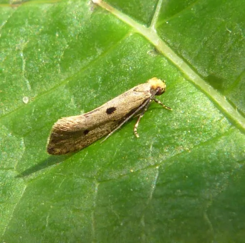 Tinea trinotella - photo 7