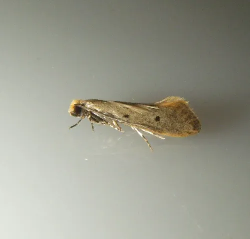 Tinea trinotella - photo 8