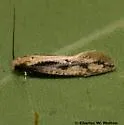 Tinea unidentified-az
