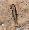 Tinea unidentified-az - photo 2
