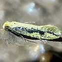 Tinea unidentified-az - photo 3