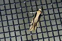Tinea unidentified-az - photo 4
