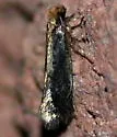 Tinea unidentified-one