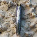 Tinea unidentified-one - photo 2