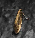 Tinea unidentified-one - photo 3