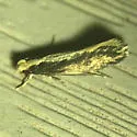 Tinea unidentified-one - photo 4