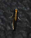 Tinea unidentified-one - photo 5