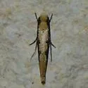Tinea unidentified-two