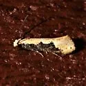 Tinea unidentified-two - photo 2