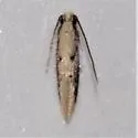 Tinea unidentified-two - photo 3