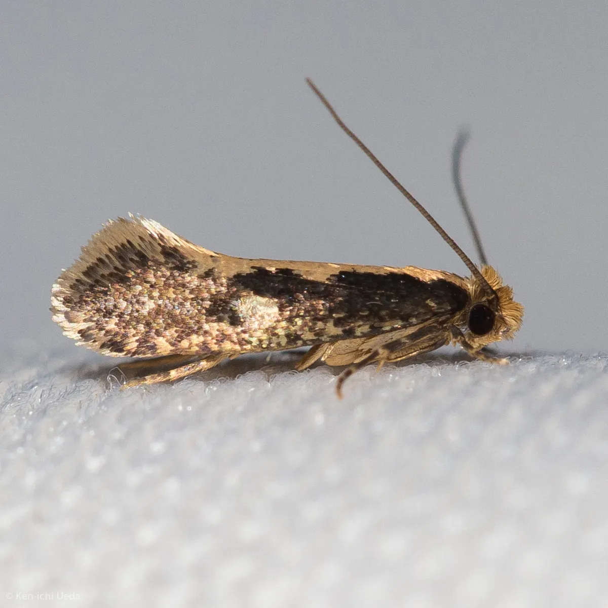 Clothes Moths - Tineidae