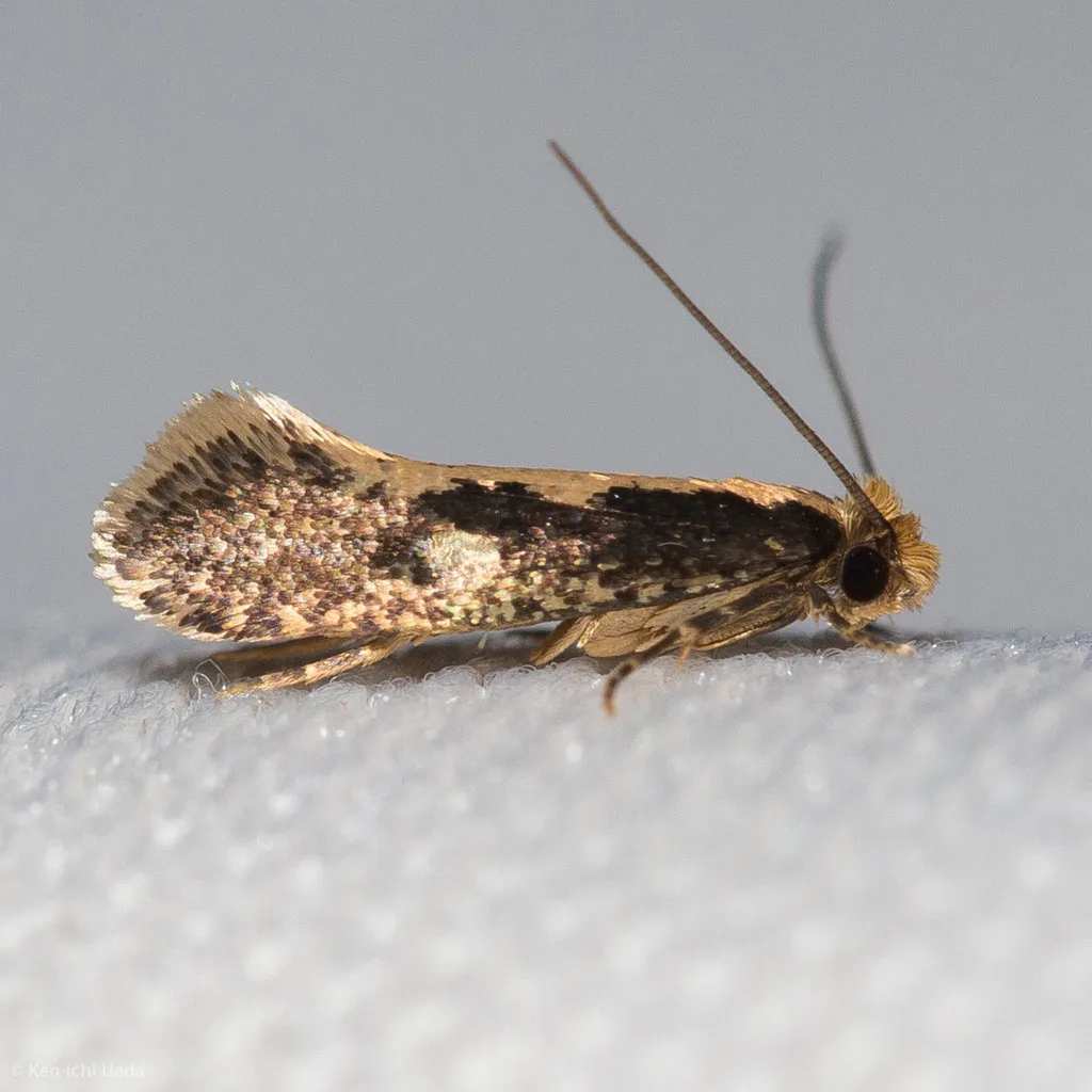 Clothes Moths - photo 2