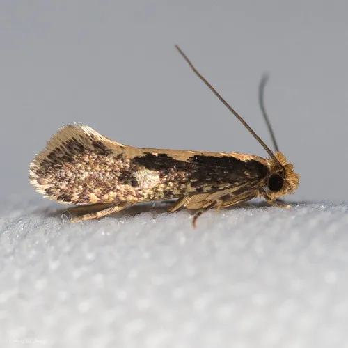 Clothes Moths - photo 3
