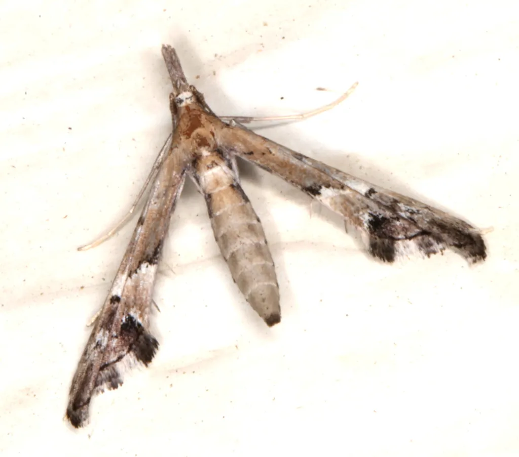 False Plume Moths - photo 2
