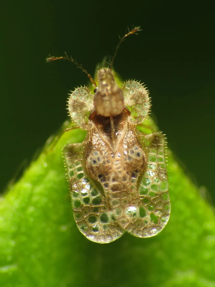 Lace Bugs - photo 2