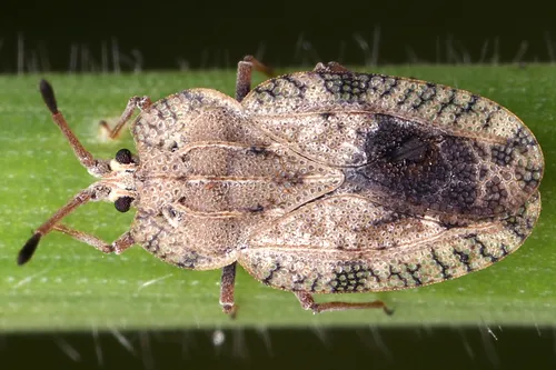 Tingis ampliata
