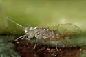 American Elm Leaf Aphid