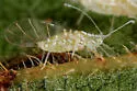 American Elm Leaf Aphid - photo 2