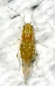 American Elm Leaf Aphid - photo 3
