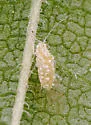 American Elm Leaf Aphid - photo 4