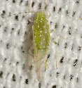 Wax-spotted Elm Aphid