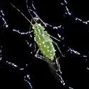 Wax-spotted Elm Aphid - photo 2