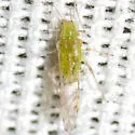 Wax-spotted Elm Aphid - photo 3
